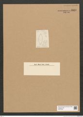 Diatomeae indet. Zeichnungen Sammlung Grunow Nr. 5821 (NHMW-BOT-W0374244)